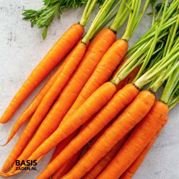 Wortel Amsterdamse bak 2 Daucus carota | Basiszaden.nl