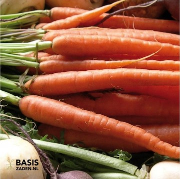 Wortel Amsterdamse bak 2 Daucus carota | Basiszaden.nl