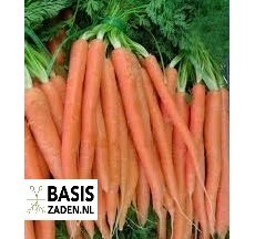 Wortel Amsterdamse bak 2 Daucus carota | Basiszaden.nl