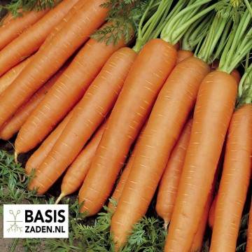 Wortel Nantes 2 Daucus carota | Basiszaden.nl