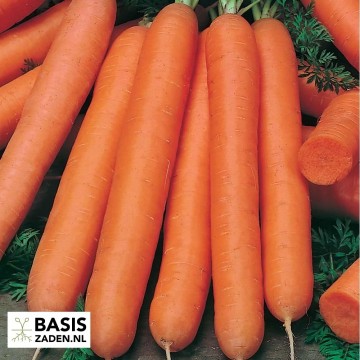 Wortel Nantes 2 Daucus carota | Basiszaden.nl