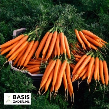Wortel Nantes 2 Daucus carota | Basiszaden.nl