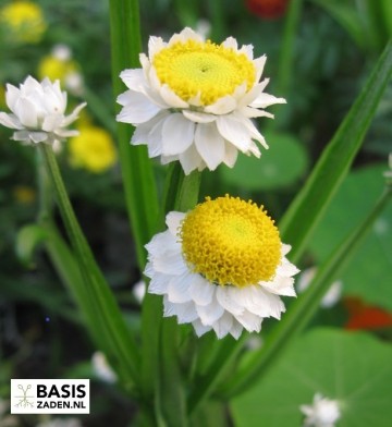 Zandbloem Papierknopje Ammobium alatum grandiflorum | Basiszaden.nl