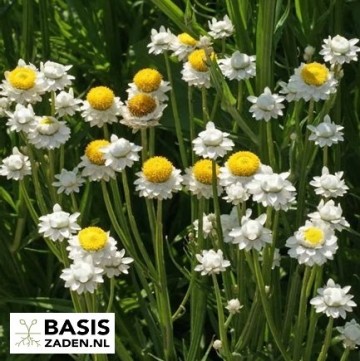 Zandbloem Papierknopje Ammobium alatum grandiflorum | Basiszaden.nl