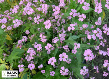 Zeepkruid Koekruid Pink Beauty Saponaria vaccaria | Basiszaden.nl