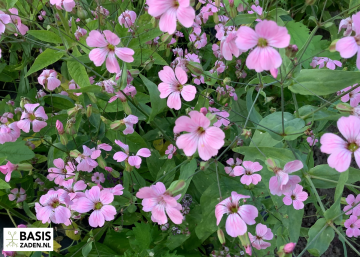 Zeepkruid Koekruid Pink Beauty Saponaria vaccaria | Basiszaden.nl