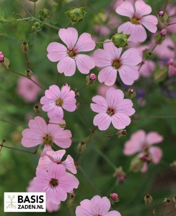 Zeepkruid Koekruid Pink Beauty Saponaria vaccaria | Basiszaden.nl