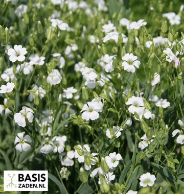 Zeepkruid Koekruid White Beauty Saponaria vaccaria | Basiszaden.nl