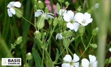 Zeepkruid Koekruid White Beauty Saponaria vaccaria | Basiszaden.nl