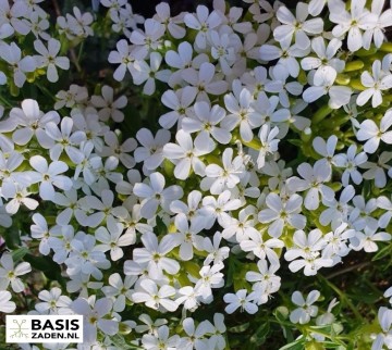 Zeepkruid Koekruid White Beauty Saponaria vaccaria | Basiszaden.nl