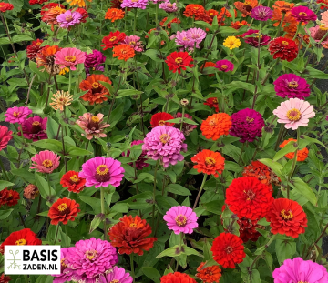 Zinnia elegans Dahliabloemig gemengd | Basiszaden.nl