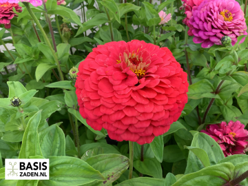 Zinnia elegans Dahliabloemig gemengd | Basiszaden.nl
