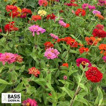 Zinnia elegans Dahliabloemig gemengd | Basiszaden.nl