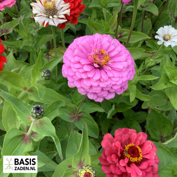 Zinnia elegans Dahliabloemig gemengd | Basiszaden.nl