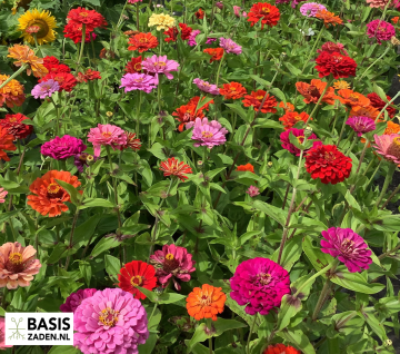 Zinnia elegans Dahliabloemig gemengd | Basiszaden.nl