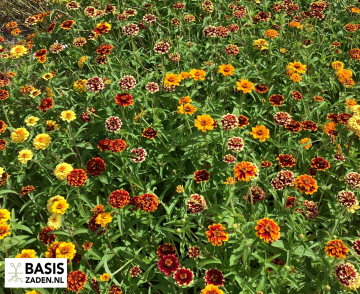 Zinnia haageana Persian Carpet | Basiszaden.nl