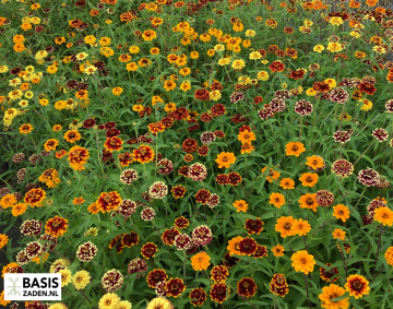 Zinnia haageana Persian Carpet | Basiszaden.nl