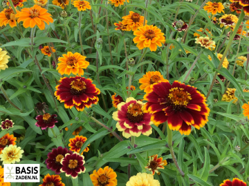 Zinnia haageana Persian Carpet | Basiszaden.nl