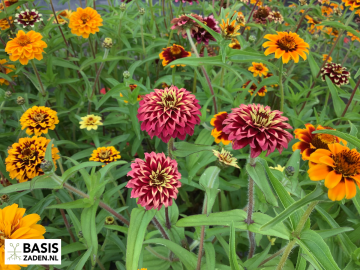 Zinnia haageana Persian Carpet | Basiszaden.nl