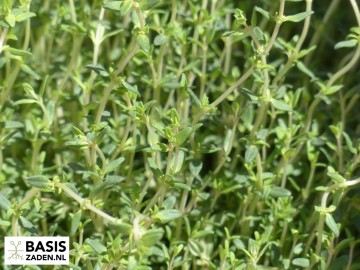 Tijm (Zomertijm) Thymus vulgaris | Basiszaden.nl