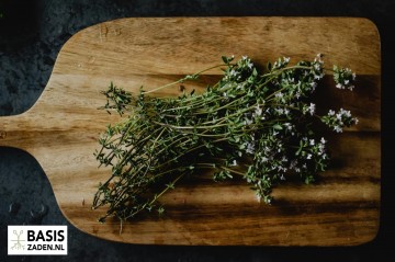 Tijm (Zomertijm) Thymus vulgaris | Basiszaden.nl