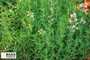 Tijm (Zomertijm) Thymus vulgaris | Basiszaden.nl