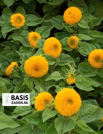 Zonnebloem Tall Double Sungold Helianthus annuus | Basiszaden.nl