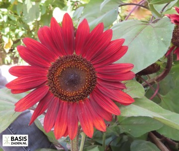 Zonnebloem Red Sun Helianthus annuus | Basiszaden.nl