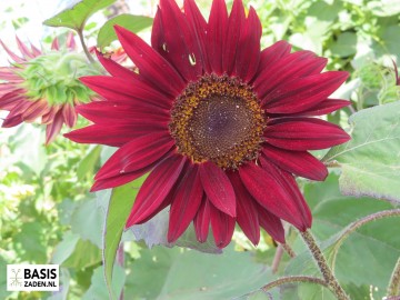 Zonnebloem Red Sun Helianthus annuus | Basiszaden.nl