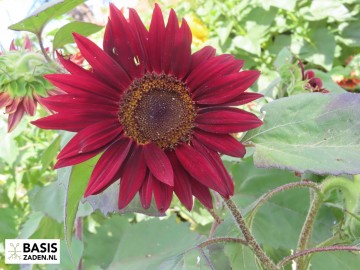 Zonnebloem Red Sun Helianthus annuus | Basiszaden.nl