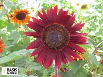 Zonnebloem Red Sun Helianthus annuus | Basiszaden.nl
