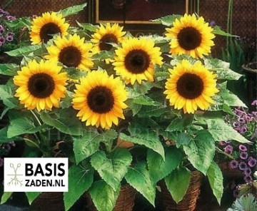 Zonnebloem Sunspot Helianthus annuus | Basiszaden.nl