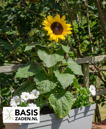 Zonnebloem Sunspot Helianthus annuus | Basiszaden.nl