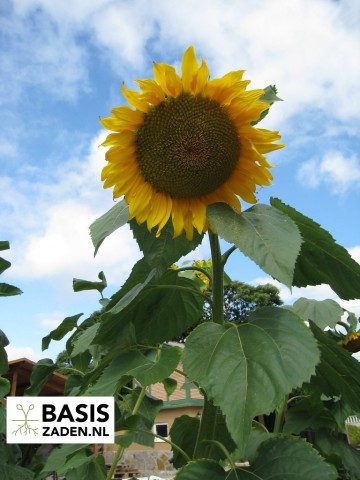 Zonnebloem Giganteus Helianthus annuus | Basiszaden.nl