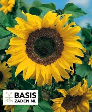Zonnebloem Giganteus Helianthus annuus | Basiszaden.nl