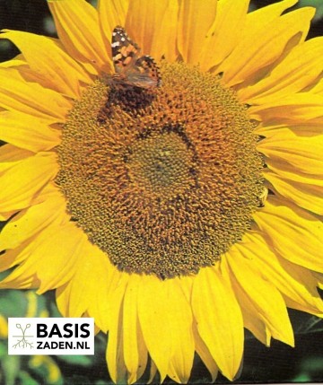 Zonnebloem Giganteus Helianthus annuus | Basiszaden.nl