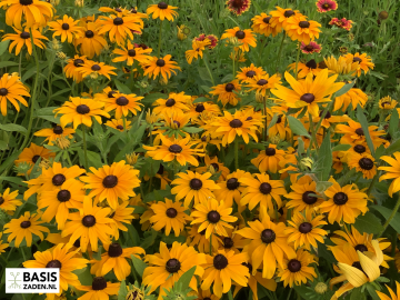 Zonnehoed Marmelade Goud-Oranje Rudbeckia hirta | Basiszaden.nl