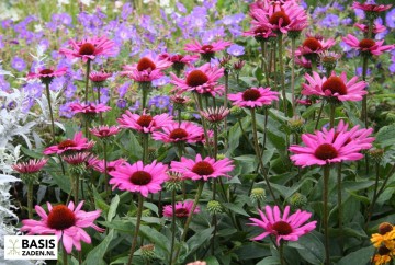 Zonnehoed Purple Red Echinacea purpurea | Basiszaden.nl