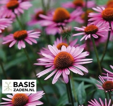 Zonnehoed Purple Red Echinacea purpurea | Basiszaden.nl