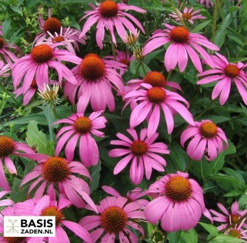 Zonnehoed Purple Red Echinacea purpurea | Basiszaden.nl