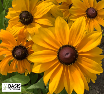 Plukbloemen-pakket | Basiszaden.nl