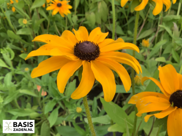 Zonnehoed Marmelade Goud-Oranje Rudbeckia hirta | Basiszaden.nl