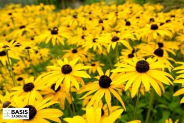 Zonnehoed My Joy Rudbeckia hirta | Basiszaden.nl