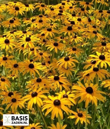 Zonnehoed My Joy Rudbeckia hirta | Basiszaden.nl