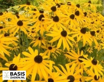 Zonnehoed My Joy Rudbeckia hirta | Basiszaden.nl
