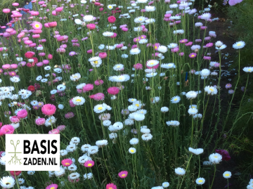 Zonnestrobloem Dubbelbloemige mix Helipterum roseum (Acroclineum) | Basiszaden.nl