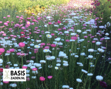 Zonnestrobloem Dubbelbloemige mix Helipterum roseum (Acroclineum) | Basiszaden.nl