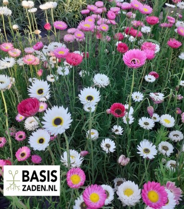 Zonnestrobloem Dubbelbloemige mix Helipterum roseum (Acroclineum) | Basiszaden.nl