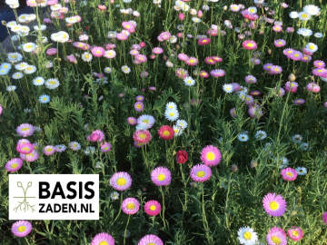 Zonnestrobloem Dubbelbloemige mix Helipterum roseum (Acroclineum) | Basiszaden.nl