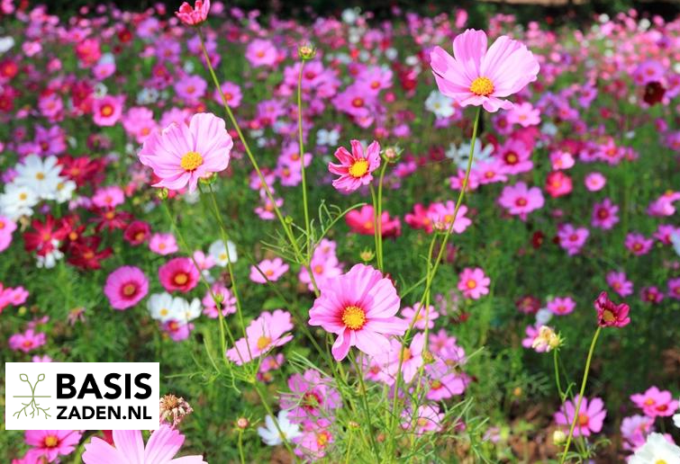 Cosmea Sensation